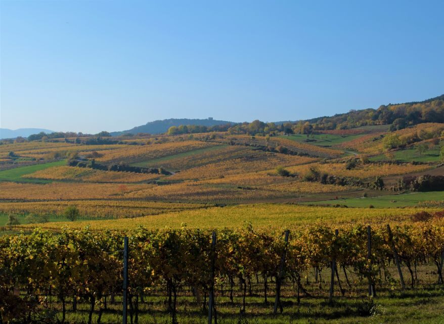 Vienna: Full-Day Vienna Woods Wine Tasting Tour - Inside the tasting: extensive pours, indigenous grapes, and real Q&A
