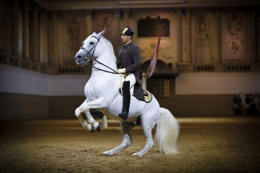 Vienna: Spanish Riding School 45-Minute Performance Show - Where to Sit: standing vs gallery can change everything