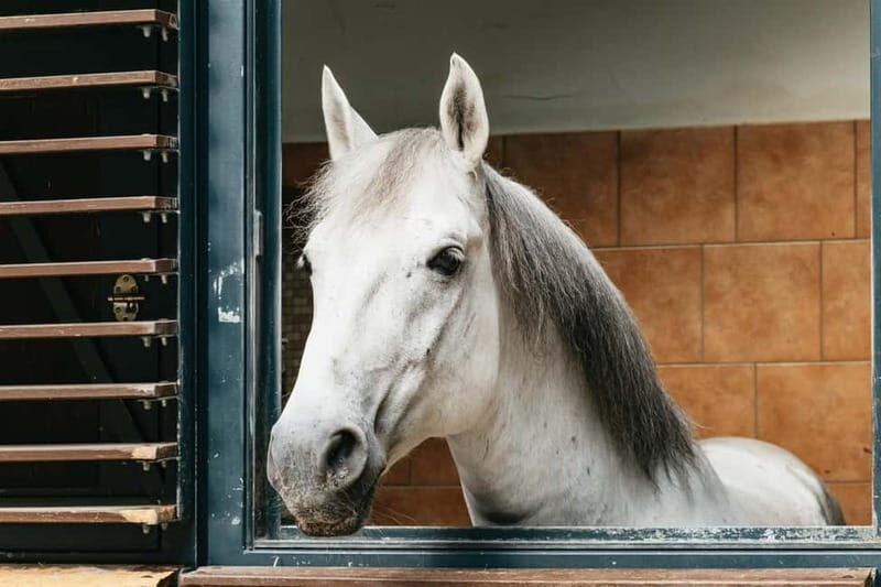 Vienna: Spanish Riding School Guided Architectural Tour - Horse stables first: the setting behind the architecture